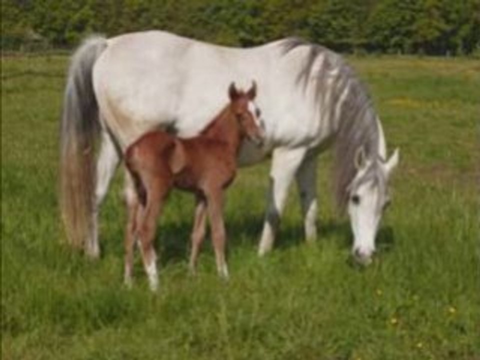 Quelques chevaux du Haras du Pacault