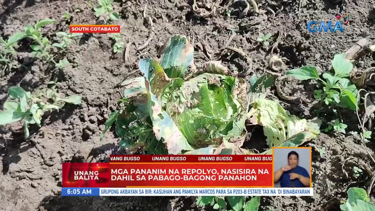 Mga pananim na repolyo, nasisira na dahil sa pabago-bagong panahon | UB ...