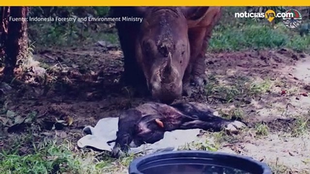 Un rinoceronte de Sumatra extremadamente raro ha nacido en cautiverio en un santuario en Indonesia.