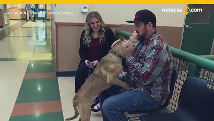 Un perro maltratado encuentra la felicidad con una nueva familia.