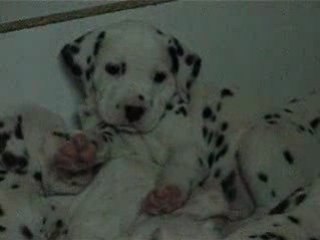 Chiot dalmatien