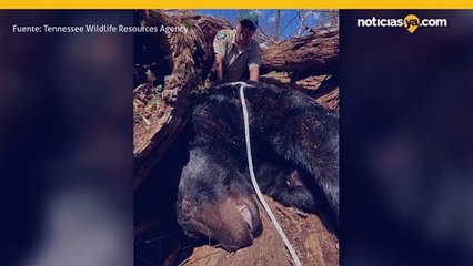 Oso de 500 libras cerca de la Universidad de Tusculum capturado y reubicado