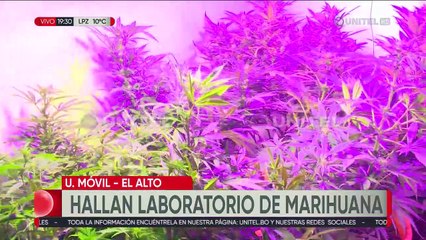 Encuentran un invernadero de plantas de marihuana en una vivienda en Senkata