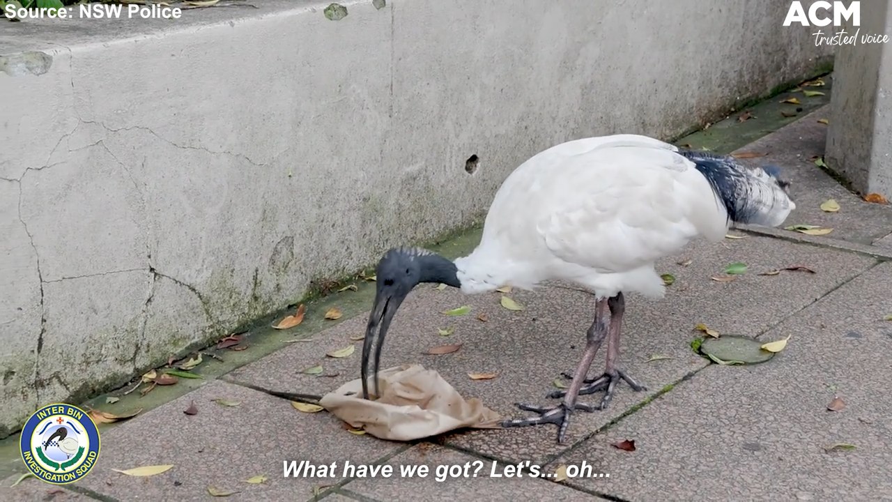NSW Police launches bin chicken unit IBIS in hilarious April Fools prank | April 1, 2022 | ACM