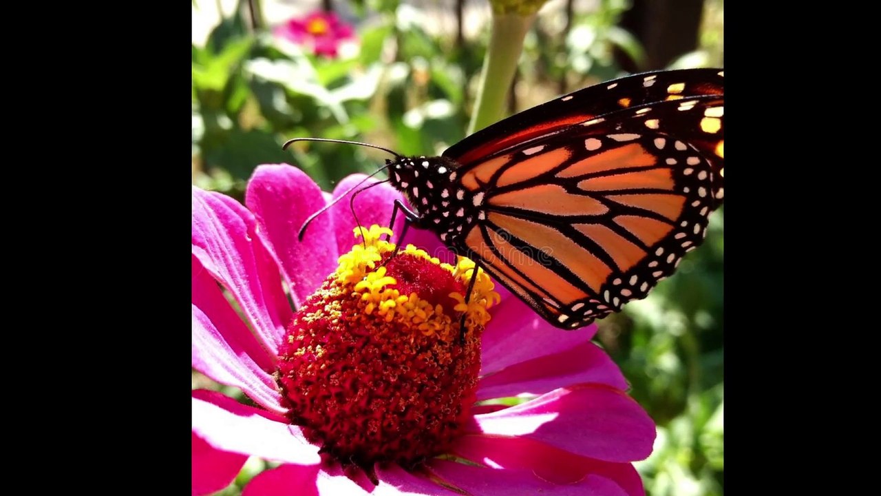 Forever In Awhile Dr. Robert Ownby