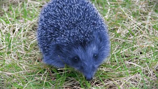 Sonic Lost World : Le DLC Yoshi Island comme en vrai