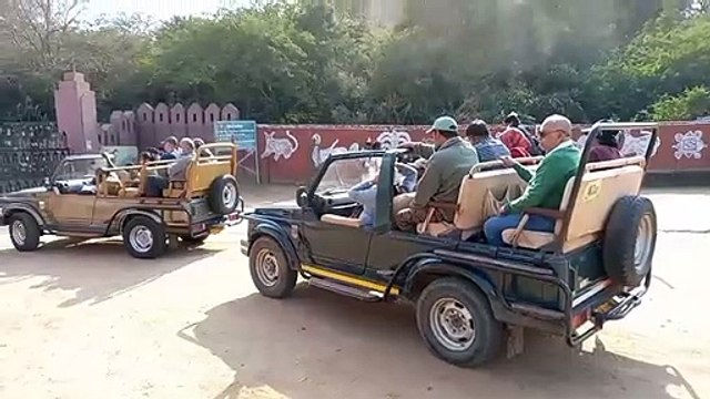 आखिर रणथम्भौर में वन विभाग ने क्यों लगाया वाहन चालकों पर प्रतिबंध... जानिए वजह