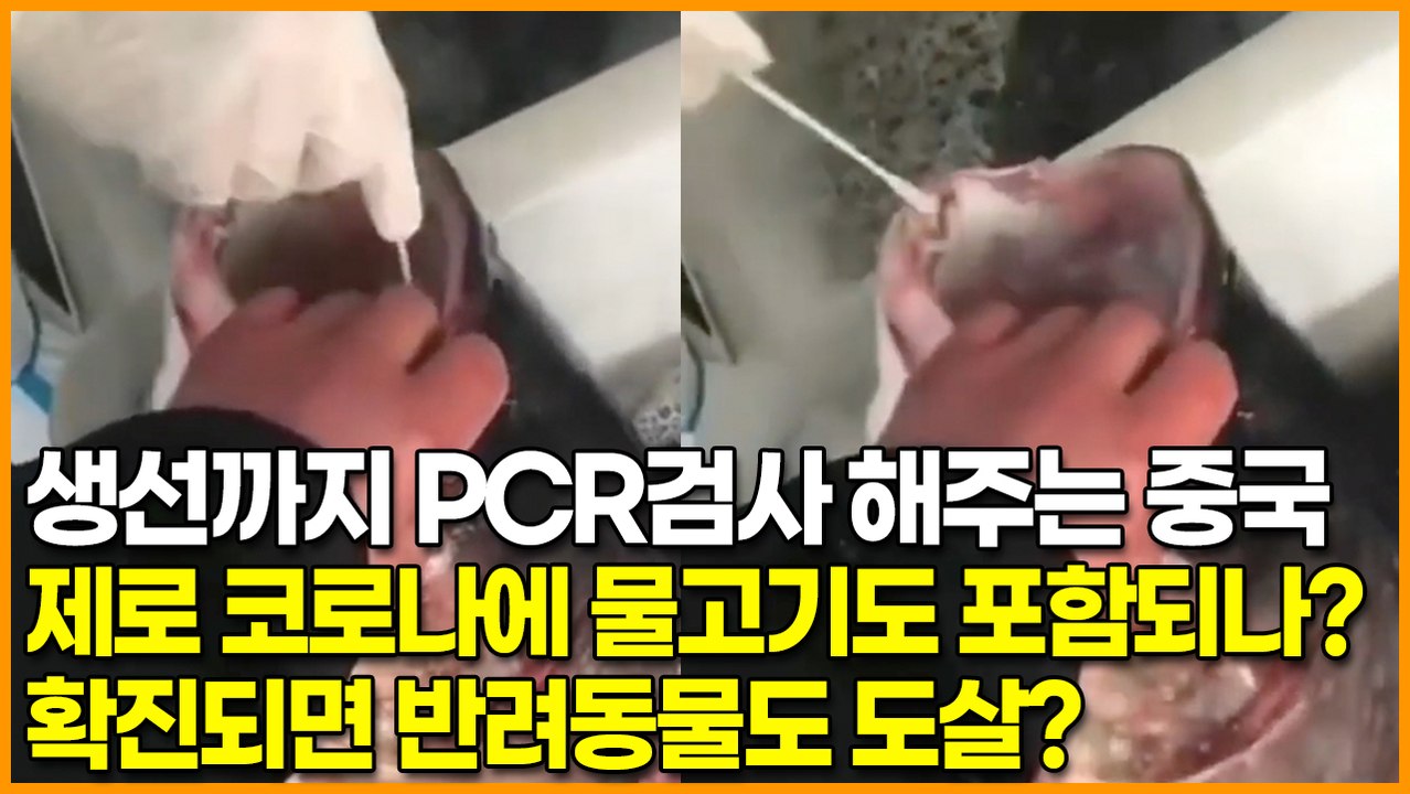 생선까지 PCR검사 해주는 중국, 제로 코로나에 물고기도 포함되나? 확진되면 반려동물도 도살?