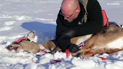 Rehe, Wölfe, Bären: So kommt die Pandemie immer wieder zu uns zurück
