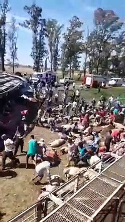 Crowd loots pigs from overturned truck