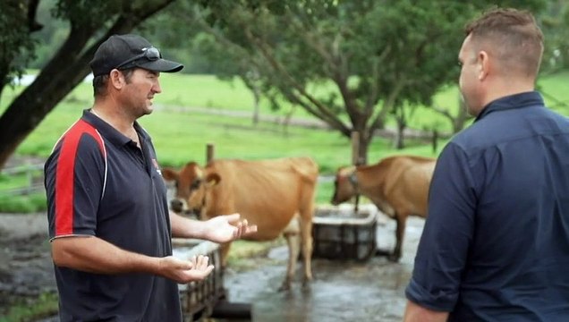 Sunshine coast dairy farm boost producing using dunder