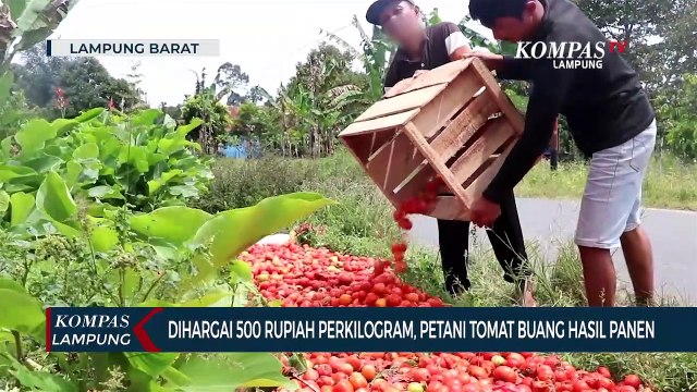 Dihargai 500 Rupiah Per Kilo, Petani Tomat Buang Hasil Panen