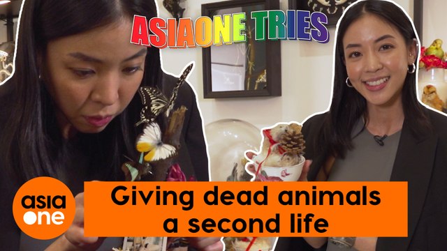 AsiaOne Tries: Amanda turns dead animals into works of art