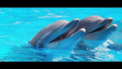 Méditation du DAUPHIN [ANTHONY DORIAND]