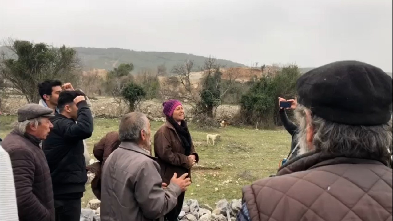Maden ocağı için sökülen asırlık zeytin ağaçları geri dikilecek