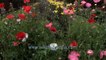 Red Poppy Papaver Flower