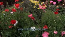 Red Poppy Papaver Flower