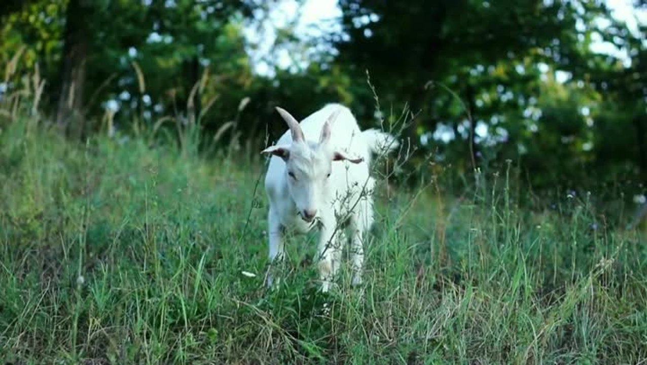 Toto Temple Deluxe • Launch Trailer • PS4.mp4