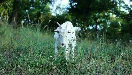 Toto Temple Deluxe • Launch Trailer • PS4.mp4