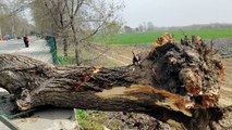 Edirne'de şiddetli fırtına: Dev ağaçlar devrildi
