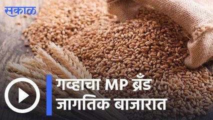 MP Wheat Brand | गव्हाचा MP ब्रँड जागतिक बाजारात  | Sakal |
