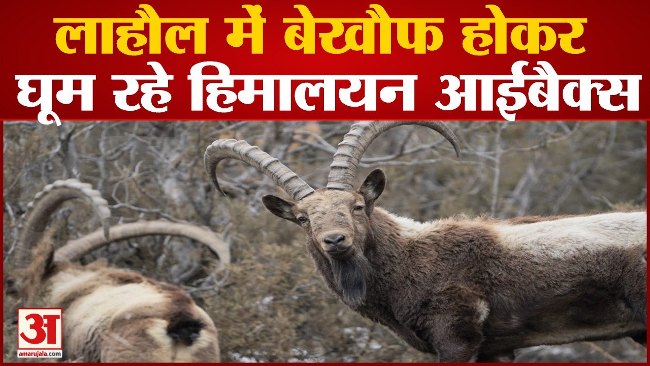 10 हजार फीट से अधिक ऊंचाई पर विचरण कर रहे आईबैक्स | Ibex Lahaul Spiti Himachal Pradesh|