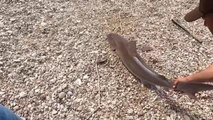 Balıkçının oltasına kum köpek balığı takıldı