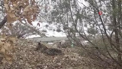 Bitkin vaşak tedavi altına alındı