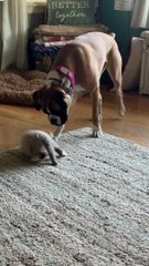 Boxer Plays with Cute Kitten