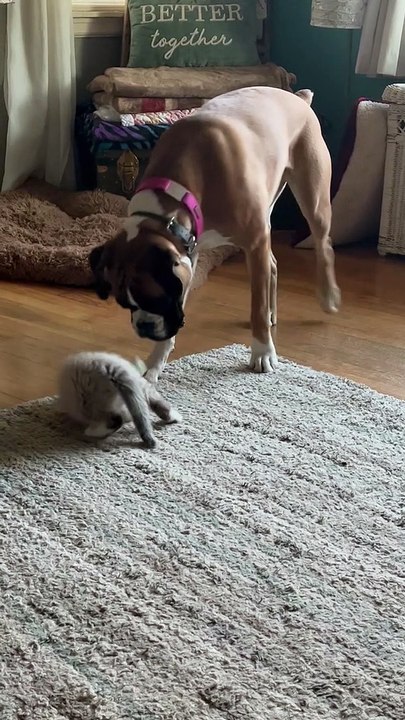 Boxer Plays with Cute Kitten