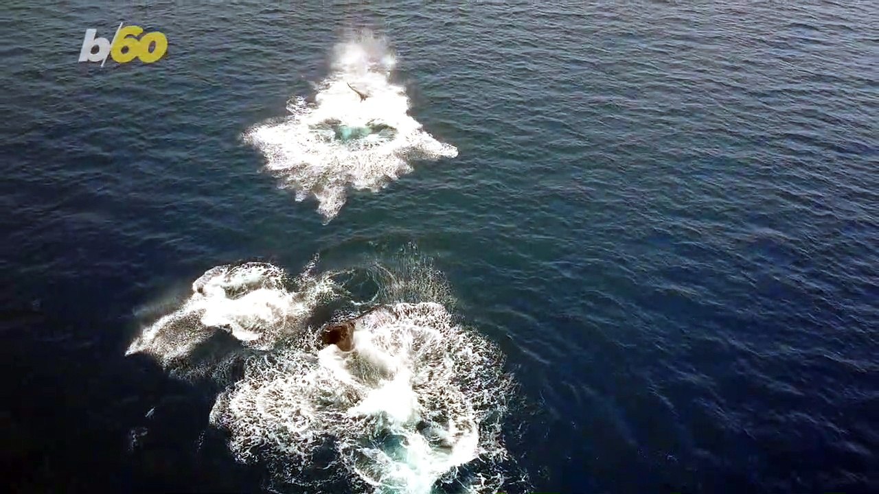 Rescuers Save Sperm Whale Trapped in Shallow Scottish Waters