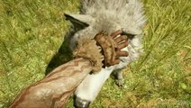 Far Cry Primal : Découverte d'Oros en 7 minutes