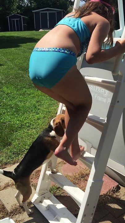 Bella the Beagle Plunges into Pool