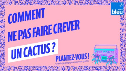 Plantez-vous : Comment ne pas faire crever son cactus ?