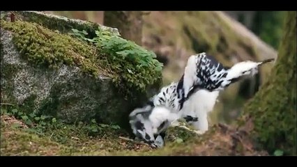 Baby Eagle Is Abandoned By Mother Soon After Birth , But This Boy Taught Him To Fly