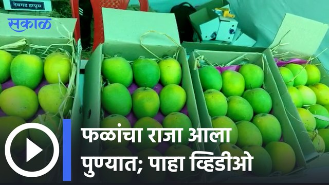 Mango Festival in Pune : फळांचा राजा आला पुण्यात ;आंबा महोत्सवाला सुरुवात | Sakal Media |