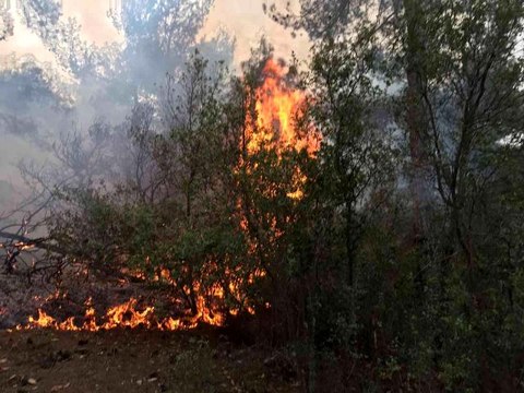 Son dakika haber! Karpuzlu'da orman yangını