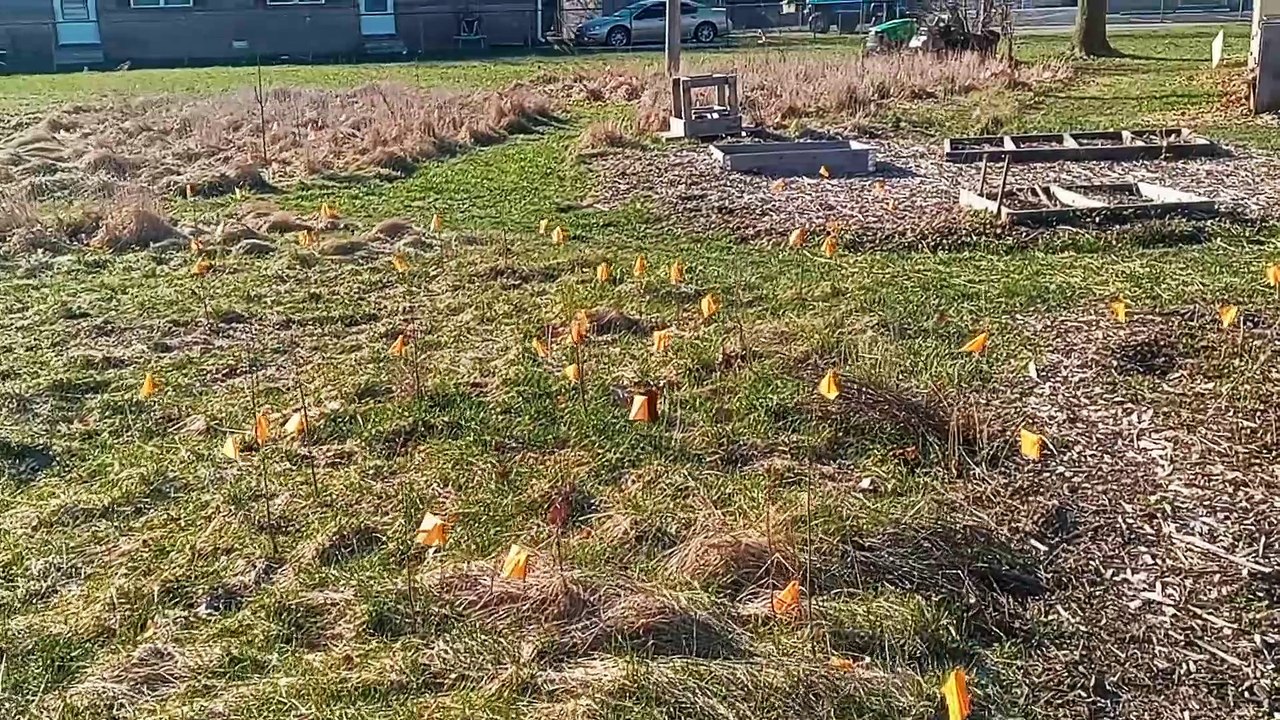 Sugar Bush Maple Tree Nursery video Dailymotion