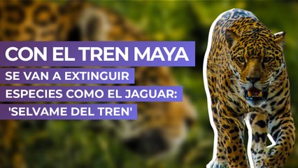 Con el Tren Maya se van a extinguir especies como el jaguar: 'Selvame del Tren'