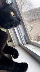 Kitty Gets Chilly From Snacking on Snow