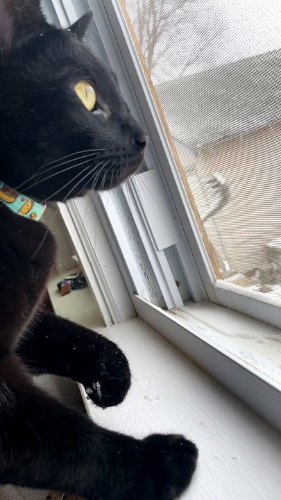 Kitty Gets Chilly From Snacking on Snow