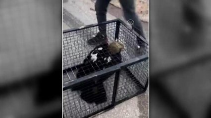 Yaralı kartal tedavi sonrası doğaya salındı