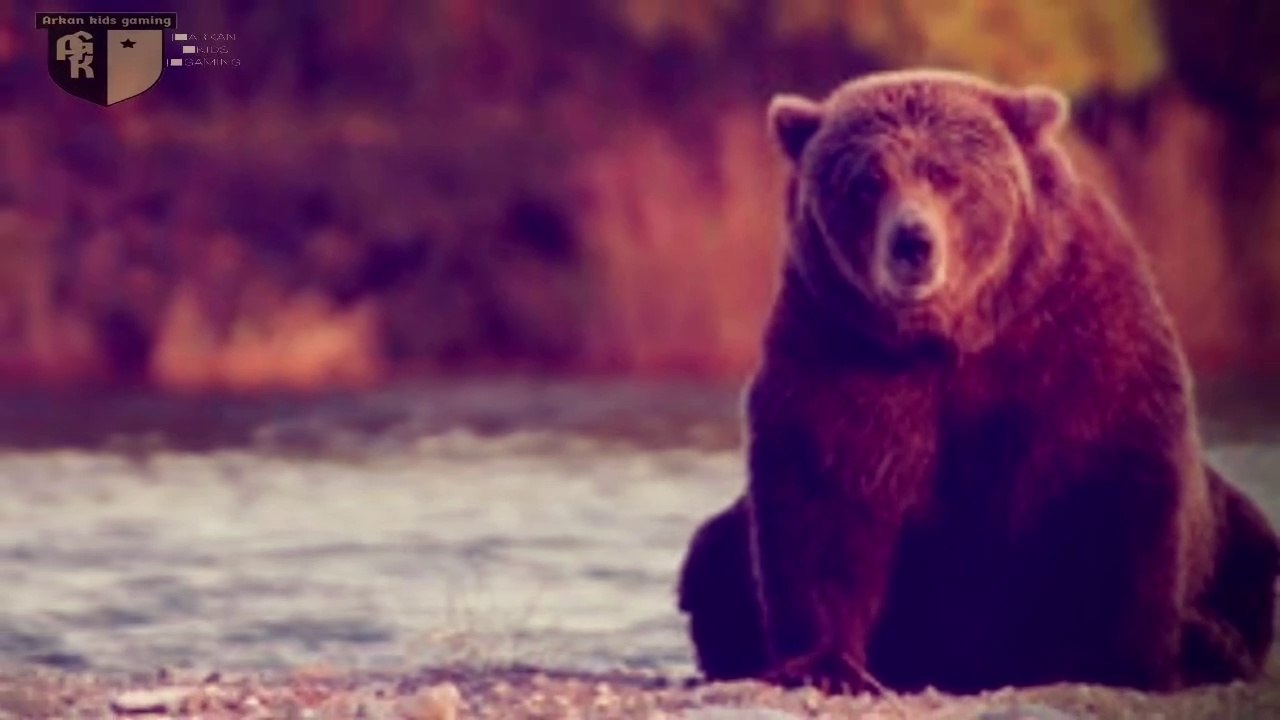 world of fauna, grizzly bear the ruler of the exotic jungle__animals and beasts