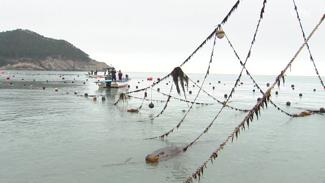 강풍으로 완도 다시마 양식장 초토화 / YTN