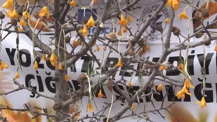 "Çiğdem Şenliği" düzenlendi