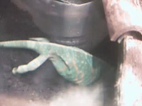 femelle caméléon en train de creusser pour ses oeufs