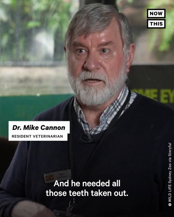 One Sharp Patient: Performing Dental Surgery on a Croc