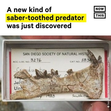 Paleontologists Discover New Saber-Toothed Predator