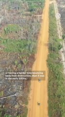 The Amazon Rainforest Is Reaching a Critical 'Tipping Point'