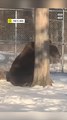 Bear Uses Tree to Scratch Himself
